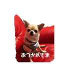 かぼすとせろりとぐれ（個別スタンプ：5）