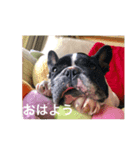 愛くるしいフレブル、ぱいんちゃん（個別スタンプ：5）