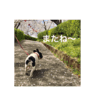 愛くるしいフレブル、ぱいんちゃん（個別スタンプ：6）