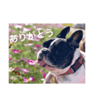 愛くるしいフレブル、ぱいんちゃん（個別スタンプ：7）