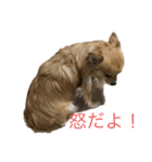 チワワ そらちゃん＆ハッピー（個別スタンプ：4）