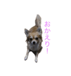 チワワ そらちゃん＆ハッピー（個別スタンプ：5）