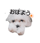 マルプーのクルミ（個別スタンプ：1）