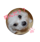 マルプーのクルミ（個別スタンプ：2）
