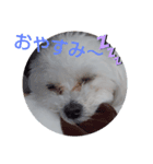 マルプーのクルミ（個別スタンプ：3）
