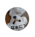 マルプーのクルミ（個別スタンプ：6）