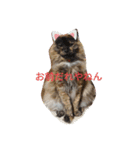 可愛いねこきらきら（個別スタンプ：1）
