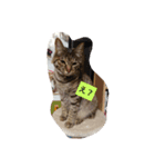 可愛いねこきらきら（個別スタンプ：2）