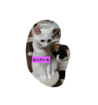 可愛いねこきらきら（個別スタンプ：3）