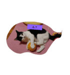 可愛いねこきらきら（個別スタンプ：4）