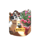 可愛いねこきらきら（個別スタンプ：5）