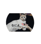 可愛いねこきらきら（個別スタンプ：6）