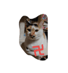 可愛いねこきらきら（個別スタンプ：7）