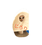 可愛いねこきらきら（個別スタンプ：8）