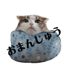 クスッとする三毛猫そぼろのスタンプ（個別スタンプ：1）