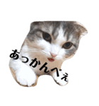 クスッとする三毛猫そぼろのスタンプ（個別スタンプ：2）