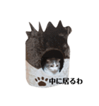 クスッとする三毛猫そぼろのスタンプ（個別スタンプ：3）