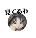 クスッとする三毛猫そぼろのスタンプ（個別スタンプ：6）