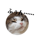 クスッとする三毛猫そぼろのスタンプ（個別スタンプ：7）