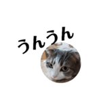 クスッとする三毛猫そぼろのスタンプ（個別スタンプ：13）