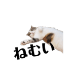 クスッとする三毛猫そぼろのスタンプ（個別スタンプ：15）