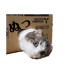 クスッとする三毛猫そぼろのスタンプ（個別スタンプ：20）