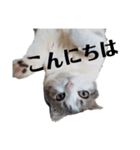 クスッとする三毛猫そぼろのスタンプ（個別スタンプ：21）