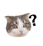 クスッとする三毛猫そぼろのスタンプ（個別スタンプ：22）