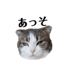 クスッとする三毛猫そぼろのスタンプ（個別スタンプ：23）