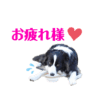 ボーダーコリーリッキーとの日々（個別スタンプ：1）
