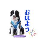 ボーダーコリーリッキーとの日々（個別スタンプ：2）