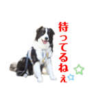 ボーダーコリーリッキーとの日々（個別スタンプ：3）