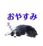 ボーダーコリーリッキーとの日々（個別スタンプ：4）
