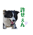 ボーダーコリーリッキーとの日々（個別スタンプ：10）
