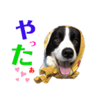 ボーダーコリーリッキーとの日々（個別スタンプ：12）