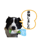 ボーダーコリーリッキーとの日々（個別スタンプ：13）