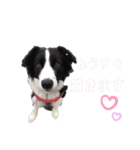 ボーダーコリーリッキーとの日々（個別スタンプ：14）