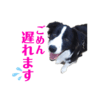 ボーダーコリーリッキーとの日々（個別スタンプ：15）