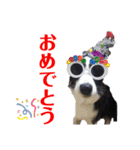 ボーダーコリーリッキーとの日々（個別スタンプ：18）