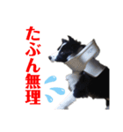 ボーダーコリーリッキーとの日々（個別スタンプ：19）
