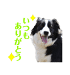 ボーダーコリーリッキーとの日々（個別スタンプ：20）