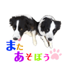 ボーダーコリーリッキーとの日々（個別スタンプ：21）
