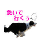 ボーダーコリーリッキーとの日々（個別スタンプ：22）