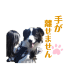 ボーダーコリーリッキーとの日々（個別スタンプ：23）