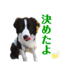 ボーダーコリーリッキーとの日々（個別スタンプ：24）