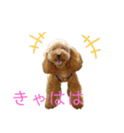 トイプーマモの戯言2（個別スタンプ：1）