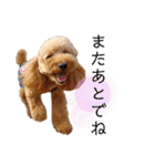 トイプーマモの戯言2（個別スタンプ：3）