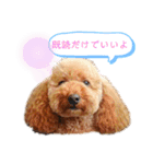 トイプーマモの戯言2（個別スタンプ：5）