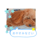 トイプーマモの戯言2（個別スタンプ：7）