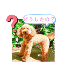 トイプーマモの戯言2（個別スタンプ：8）